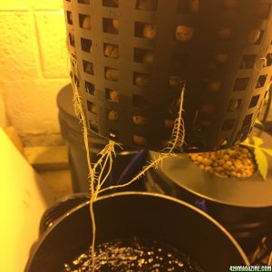 Auto Narcotherapy under 600W in DWC roots