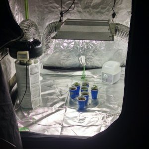 seedling-setup