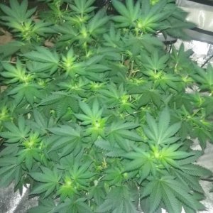 Flower day 18