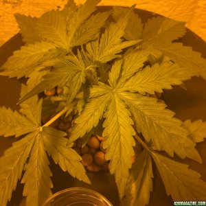 Auto Narcotherapy under 600W in DWC Magnesium Deficiency