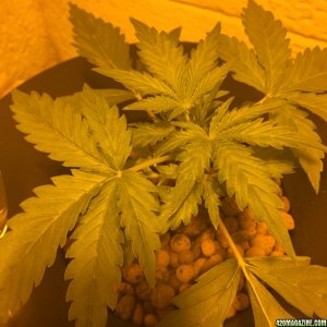 Auto Narcotherapy under 600W in DWC Magnesium Deficiency