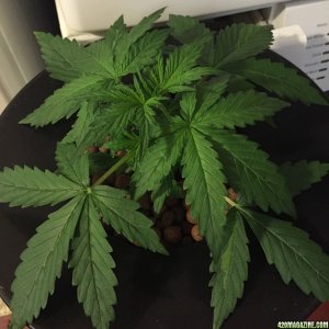 Auto Narcotherapy under 600W in DWC 19 days old