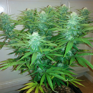 AK48 Day 91 Pic 2