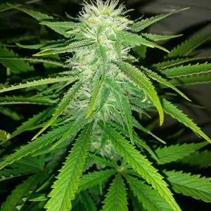 AK48 Day 91 Pic 3