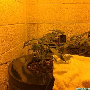 Auto Narcotherapy under 600W in DWC - day 20