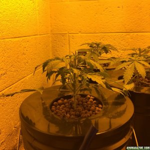 Auto Narcotherapy under 600W in DWC - day 21