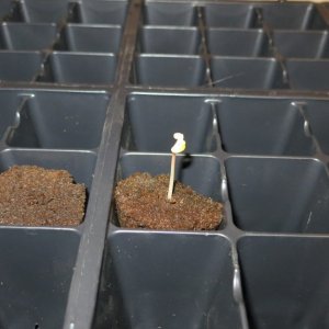 Full Yellow seedling