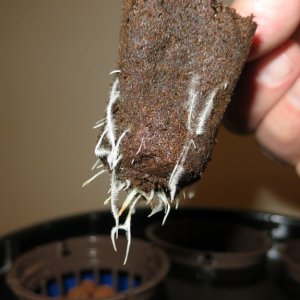 Hairy looking roots