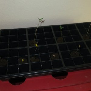 3 seedlings plus 6 ww