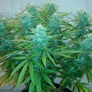 AK48 Day 95 Pic 2