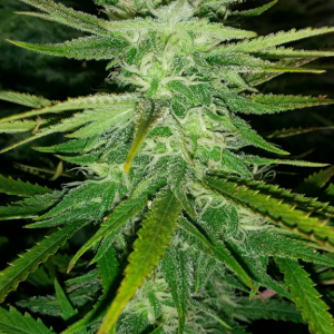 AK48 Day 95 Pic 3