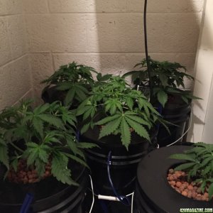 Auto Narcotherapy under 600W in DWC Day 22 1st Nute Change