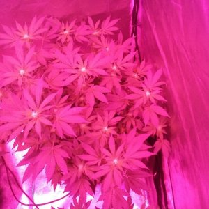 23 days flower