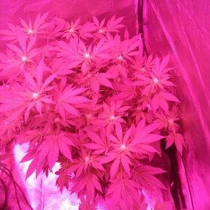 23 days flower