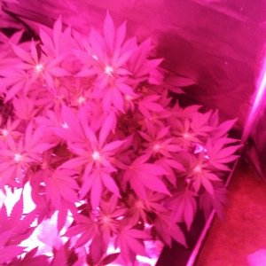 23 days flower