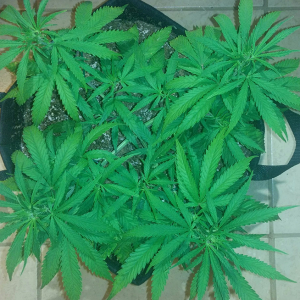 AK48 Clone Day 30