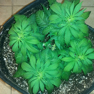 WW Clone Day 30