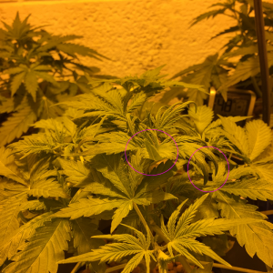 Auto Narcotherapy under 600W in DWC - over nutes