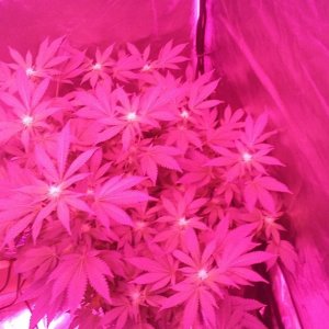 Flower day 24