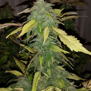 Hawaiian Skunk Hani