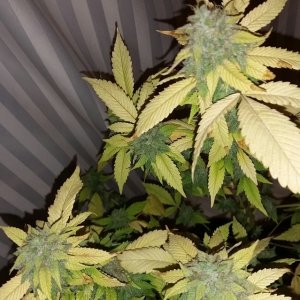 Hawaiian Skunk Hani