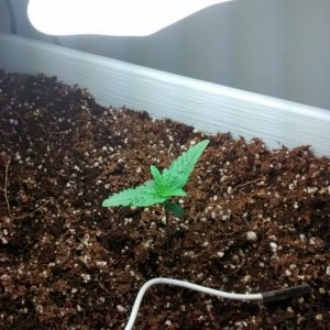 Ak49 Auto first grow Kodi420