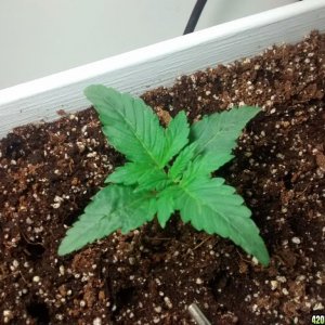 Ak49 Auto first grow Kodi420