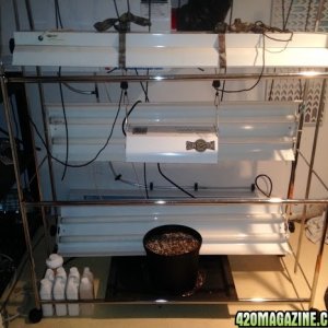 My grow rack!