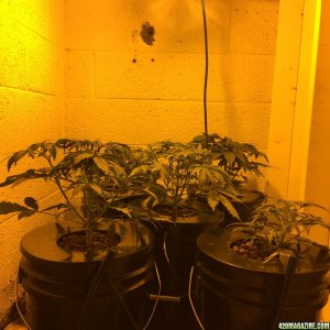 Auto Narcotherapy under 600W in DWC - day 23