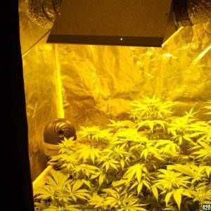 grow skunk 1 sensi seeds and blue hash dinafem week 3 flowering