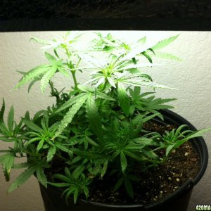 Aurora Indica Feminized 9 Weeks Old