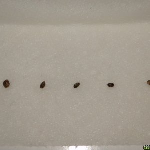 Germinating Seeds