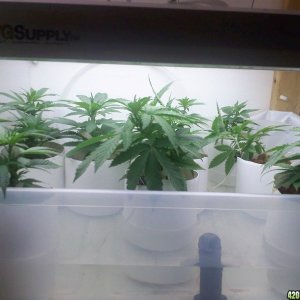 new clones starting veg