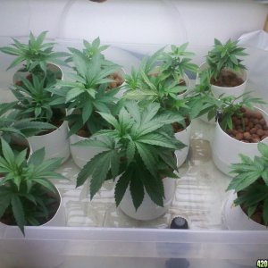 new clones starting veg