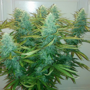 AK48 Day 103 Pic 2