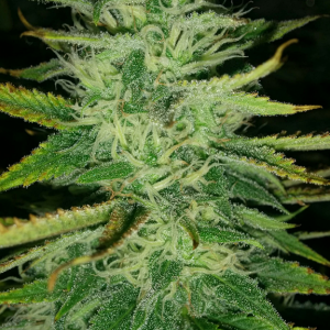 AK48 Day 103 Pic 3