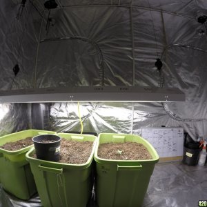 1lb plus per plant Indoor Starting setup