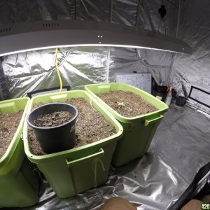 1lb plus per plant Indoor Starting setup