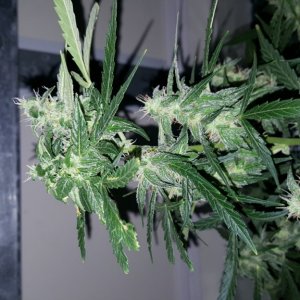 Week #3 Flower