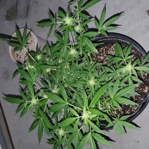 Week #3 Flower