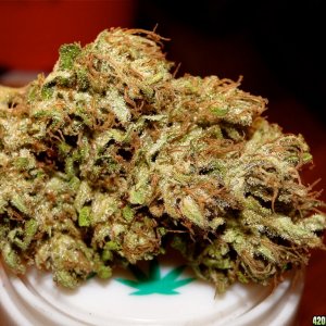 Medical Cannabis