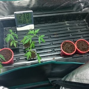 purple kush clones/seedlings