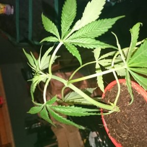 purple kush clones/seedlings