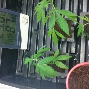 purple kush clones/seedlings