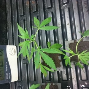 purple kush clones/seedlings