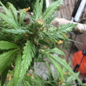 Purple bud feminized outdoor full organic grow