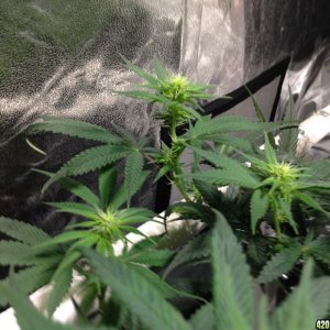 Leaf Curl, one leaf of around 8 or so on Scrog