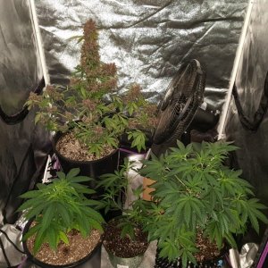 Grow Tent