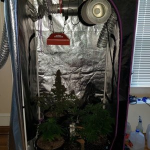 Grow Tent #2