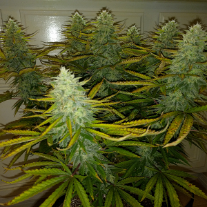 AK48 Day 107 Pic 2